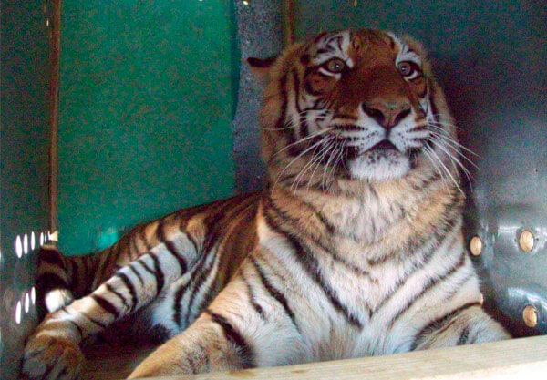 Embarques de Animais